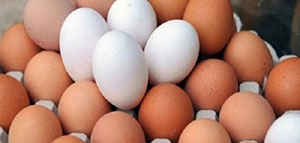 صورة: البيض و فوائد أكل البيض للشعر و وصفات البيض للشعر