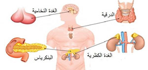 صورة: الغدد الصماء و العوامل المؤثرة في وظائف الغدد الصماء