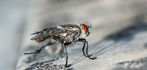 صورة: رذاذ لطرد الذباب و رذاذ سائل الجلي و مصائد الذباب اللاصقة