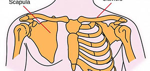 صورة: عظمة الترقوة و الطبيعة التركيبية و وظائف عظام الترقوة