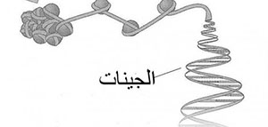 صورة: عندما خلق الله الانسان خلقه في أبدع صورة وخلق جسمه بشكل متناسق داخليا وخارجيا فأ