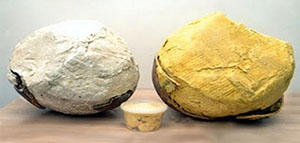 صورة: زبدة الشيا و فوائد زبدة الشيا و الفرق بين زبدة الشيا البيضاء والصفراء