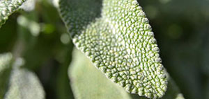 صورة: فوائد الميرمية للرجيم و طريقة استخدام الميرمية للتنحيف