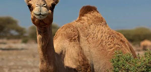 صورة: الجمل و وصفة طبيعية لتطويل الشعر الجاف