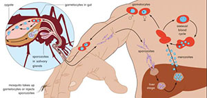 صورة: مرض الملاريا و طرق الإصابة بالملاريا