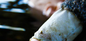 صورة: الغرق هو موت ناتج عن تعطل عملية التنفس نتيجة لدخول الماء أو أحد السوائل الأخرى إ