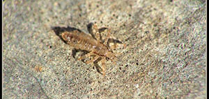 صورة: القمل و أسباب وجود القمل و أنواع القمل