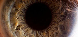 صورة: ما هي حدقة العين و وظيفة حدقة العين و حجم حدقة العين