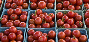 صورة: تعليب الطماطم و تجميد الطماطم و تجفيف الطماطم