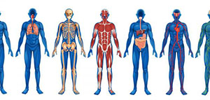 صورة: تعريف جسم الإنسان