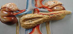 جهاز الغدد الصماء و سبب تسمية الغدد الصماء صورة: جهاز الغدد الصماء و سبب تسمية الغدد الصماء