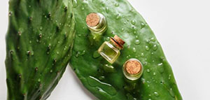 صورة: التين الشوكي و فوائد أوراق التين الشوكي للشعر