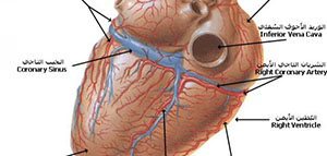 صورة: القلب و شرايين القلب وأوردته و صممامات القلب