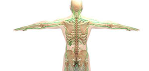 صورة: الجهاز اللمفاوي و مكونات الجهاز اللمفاوي