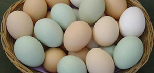 صورة: البيض و فوائد البيض