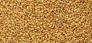 صورة: طريقة استخدام الحلبة للتسمين و هل الحلبة مفيدة للتسمين