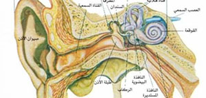 صورة: أين تقع عظمة الركاب في جسم الإنسان و ما هي وظيفة عظمة الركاب